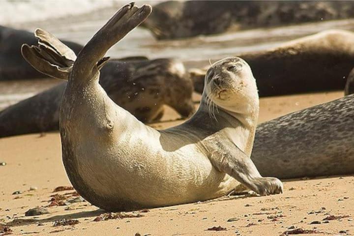 Relaxing Chalet On Popular California Sands Short Stroll To Beach, Nr Norfolk Broads & Great Yarmouth Scratby Kültér fotó